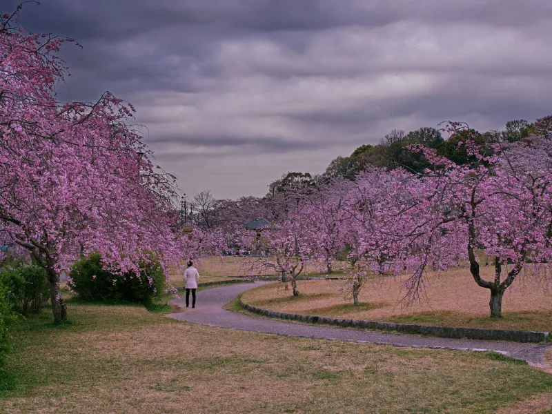 Falling Without Rising: How Japanese Cinema Reimagines the Shape of a Story
